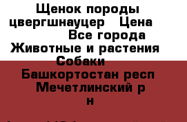 Щенок породы  цвергшнауцер › Цена ­ 30 000 - Все города Животные и растения » Собаки   . Башкортостан респ.,Мечетлинский р-н